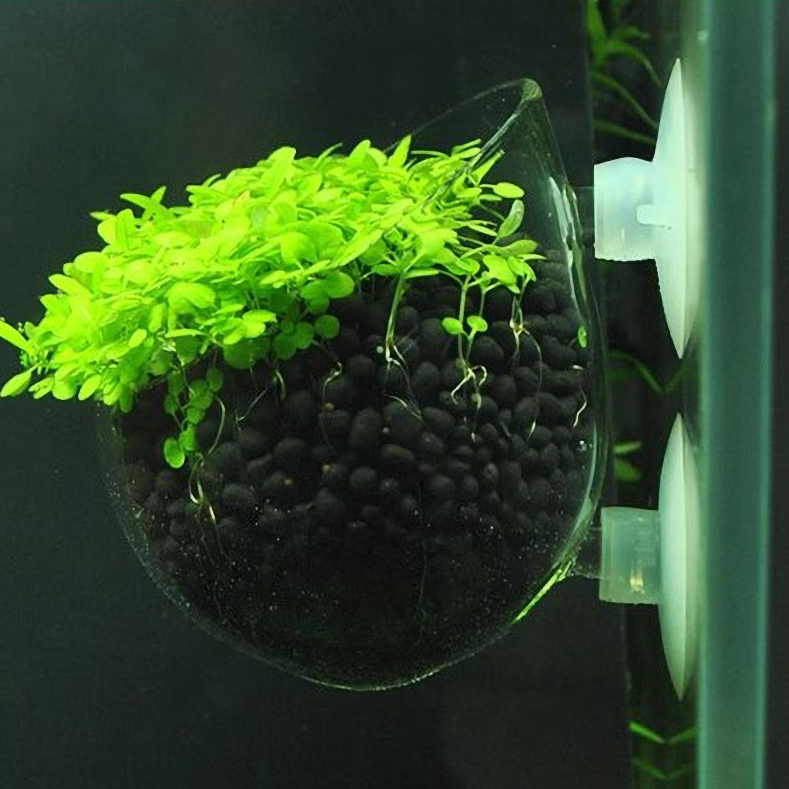 Aquarium Plant Holder Glass Aq - Aquarium Plant Gel recension och pris