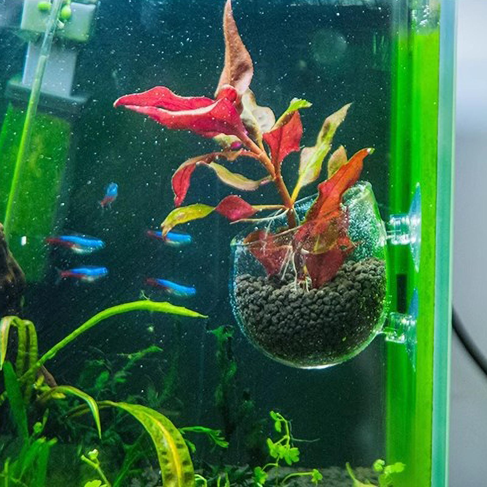 Aquarium Plant Holder Glass Aq - Aquarium Plant Gel recension och pris